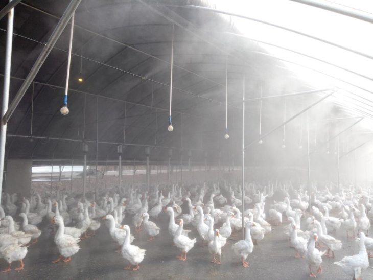 养殖场喷雾除臭设备消毒降温案例